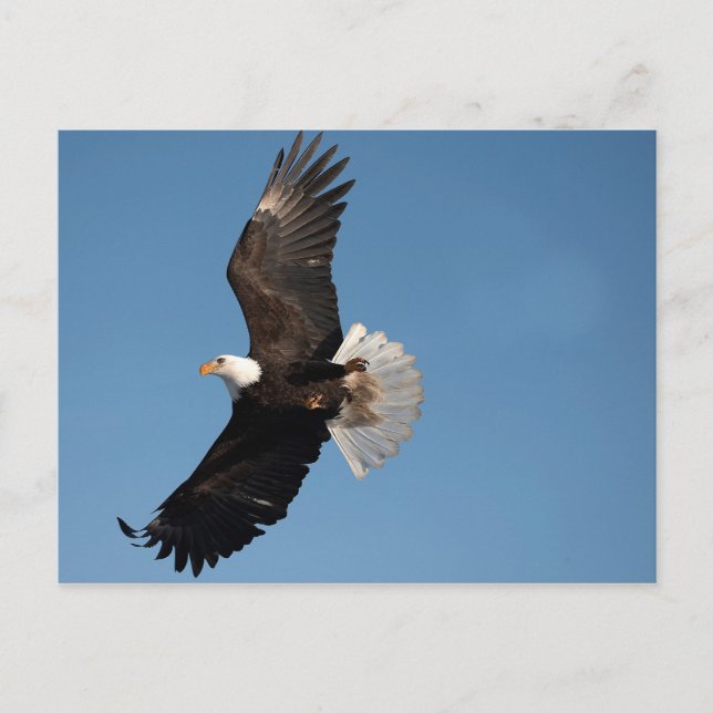 Cartão Postal Águia Americana em Voo (Frente)