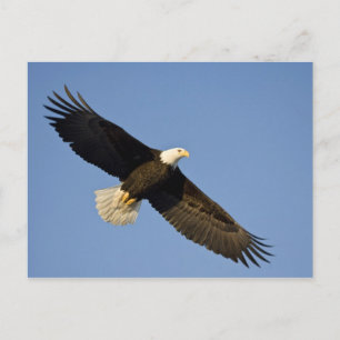 Cartão Postal Águia Americana, Haliaeetus leucocephalus, Homer,