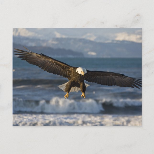 Cartão Postal Águia Americana, Haliaeetus leucocephalus, Homer,  (Frente)