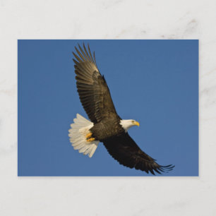 Cartão Postal Águia Americana, Haliaeetus leucocephalus, Homer,