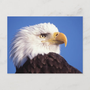 Cartão Postal águia americana, leucocephalus do Haliaeetus, fim