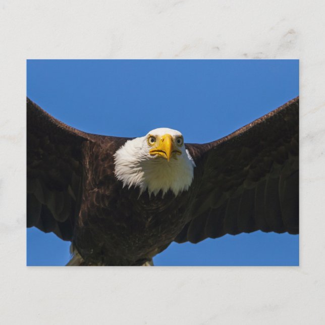 Cartão Postal Águia Americana passa voando perto (Frente)