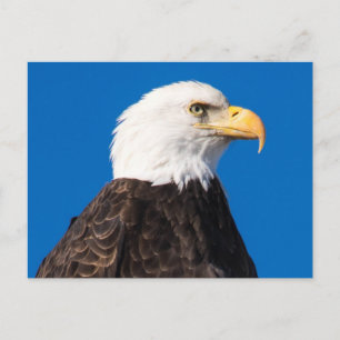 Cartão Postal Águia Bald Americano