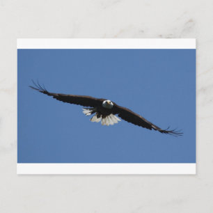 Cartão Postal Águia Bald Americano