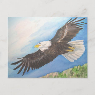 Cartão Postal Águia Bald Soaring