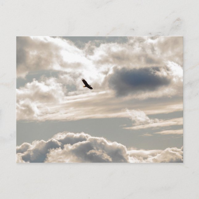 Cartão Postal Águia Bald Soaring (Frente)