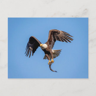 Cartão Postal Águia Balda com um peixe