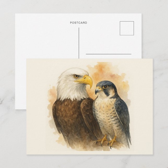 Cartão Postal Águia Balda e Arte Peregrina Falcão Selvagem (Frente/Verso)