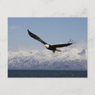 Cartão Postal Águia Balda em Voo, Haliaeetus leucocephalus, 3