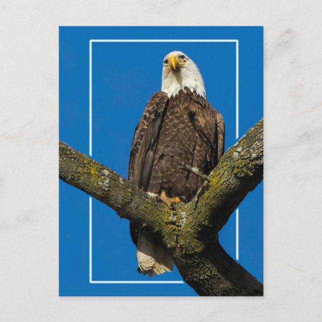 Cartão Postal Águia caida com borda (Frente)