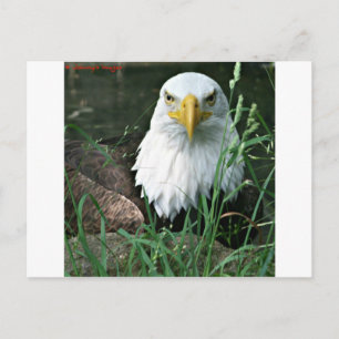 Cartão Postal águia careca