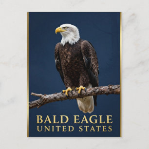 Cartão Postal 🦅 Águia-careca American Wilderness