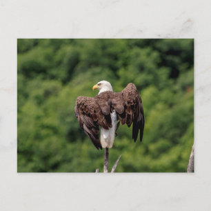 Cartão Postal Águia careca em um galho