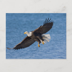 Cartão Postal Águia-careca em voo