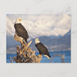 Cartão Postal águia-careca, Haliaeetus leuccocephalus, casal