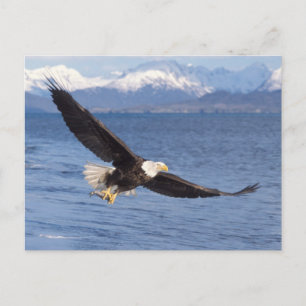 Cartão Postal águia-careca, Haliaeetus leucocephalus, no voo 4
