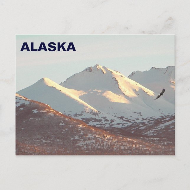 Cartão Postal águia-de-inverno (Frente)