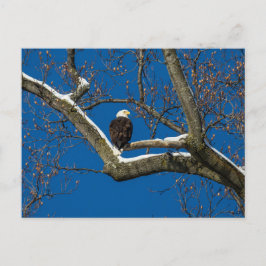 Cartão Postal Águia em uma Árvore Neve