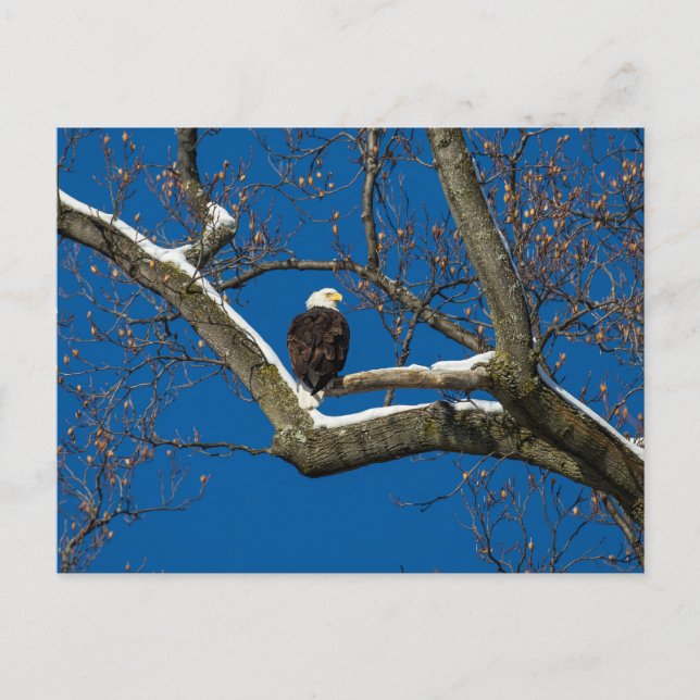 Cartão Postal Águia em uma Árvore Neve (Frente)