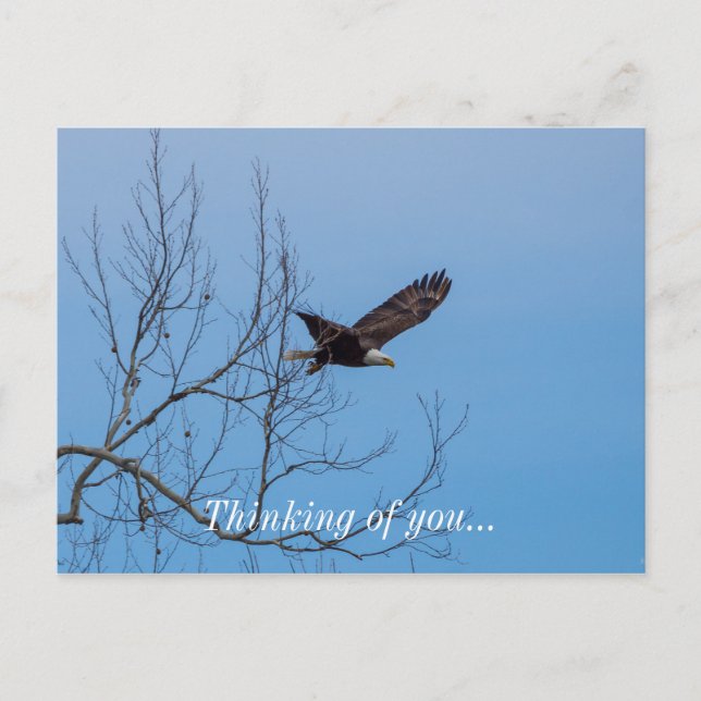 Cartão Postal Águia Em Voo (Frente)