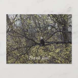 Cartão Postal Águia Lookout Painterly