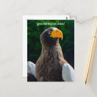 Cartão Postal Águia Marinha Estelar