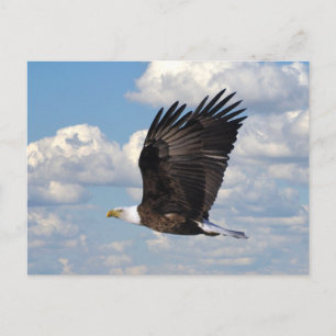 Cartão Postal Águia no Cartão-Postal do Céu