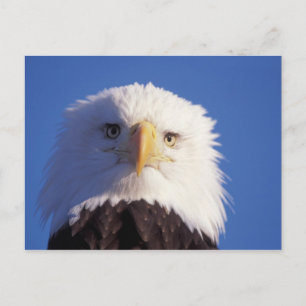 Cartão Postal águia-pescadora-de-cabeça-branca, Haliaeetus leuco
