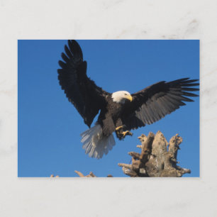 Cartão Postal águia-pescadora, Haliaeetus leuccocephalus, pousan