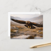 Águia-real Vida Selvagem Terras Altas da Escócia