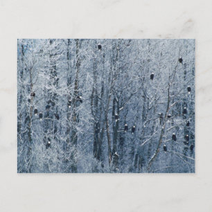 Cartão Postal Águias americanas (leucocephalus do Haliaeetus) no