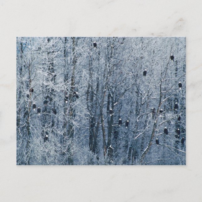 Cartão Postal Águias americanas (leucocephalus do Haliaeetus) no (Frente)