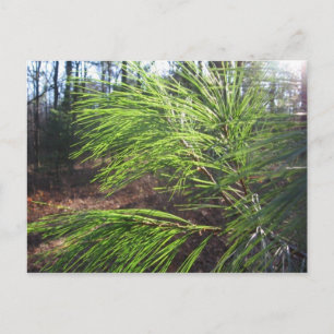 Cartão Postal agulhas