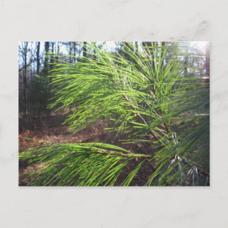 Cartão Postal agulhas