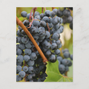 Cartão Postal Ainda Não Vinho