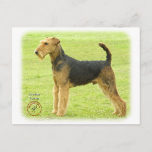 Cartão Postal Airedale Terrier 8T092D-16