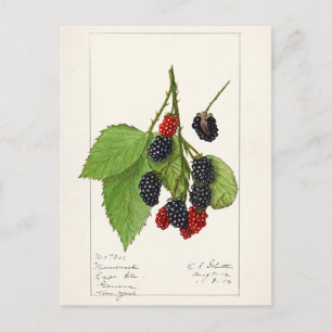 Cartão Postal Airelas (Rubus subg. Rubus Watson) Fruta