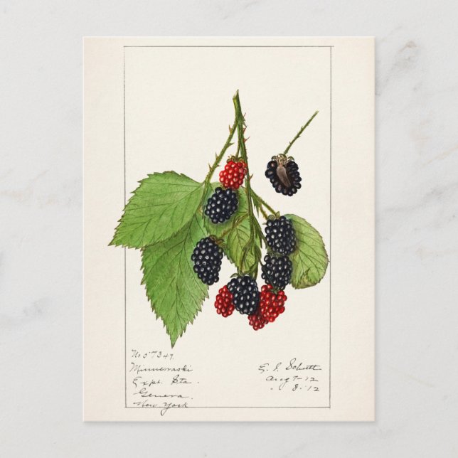 Cartão Postal Airelas (Rubus subg. Rubus Watson) Fruta (Frente)
