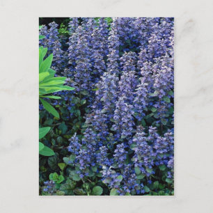 Cartão Postal Ajuga reptans - búgula