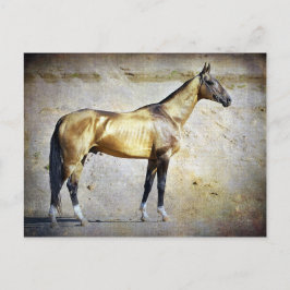 Cartão Postal Akhal-teke