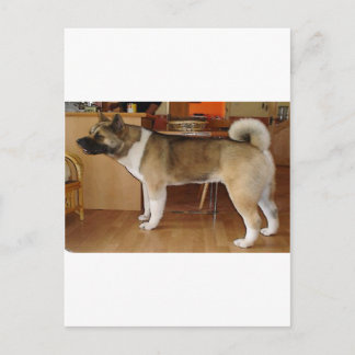Cartão Postal Akita