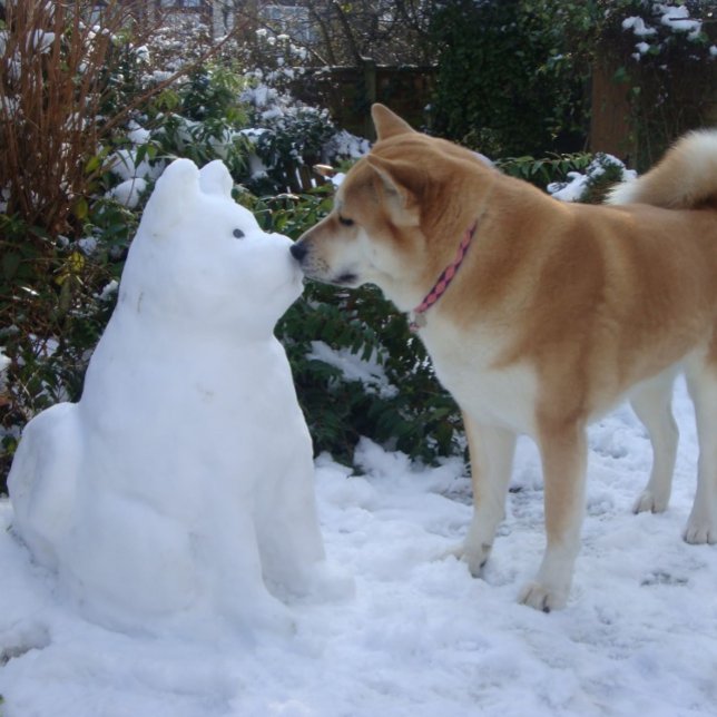 Cartão Postal Akita fofa beijando boneco de neve fotografia de a (Criador carregado)