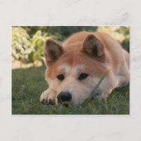 Akita Inu Dog Pensamentos Profundos