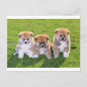 Cartão Postal Akita Inu Dog Puppies