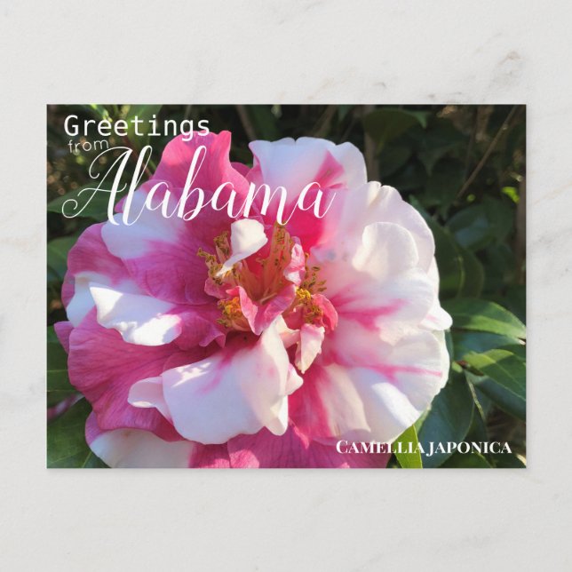 Cartão Postal Alabama Camellia Flower (Frente)