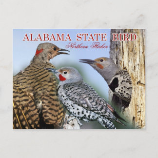 Cartão Postal Alabama State Bird - Norte Flicker