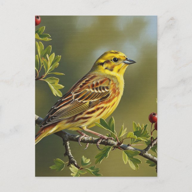 Cartão Postal Alabama State Bird Yellowhammer (Frente)