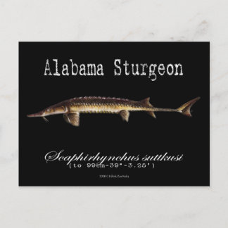 Cartão Postal Alabama Sturgeon-Black-Postcard