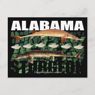 Cartão Postal Alabama Sturgeon-Collage-Postcard