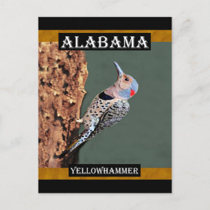Cartão Postal Alabama Yellowhammer